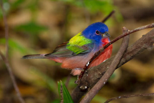 istock Male Painted Bunting 1203362697