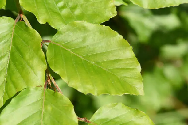 The European beech, Fagus sylvatica, is a deciduous tree and an oil plant. It is a powerful tree and its wood is an important timber supplier. His fruits are the beechnuts. She belongs to the medicinal plants and has green leaves.