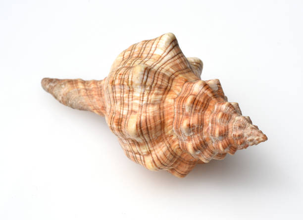 istock Sea snails, Astraea, water, animal, wildlife 1203364334