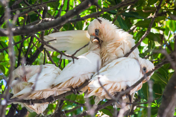 istock Goffin Cockatoos in the tree 1203365213