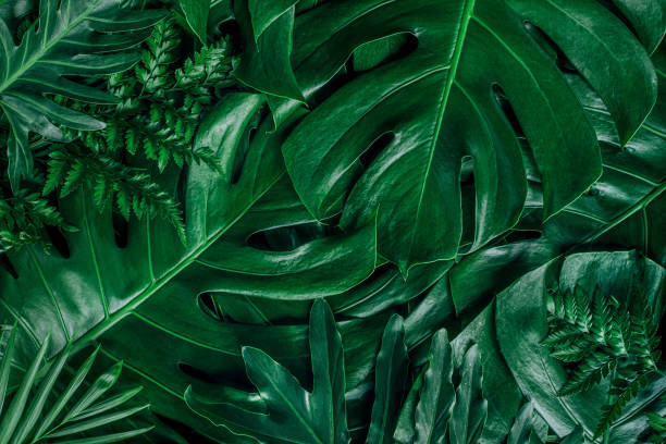 istock Creative tropical green leaves layout. Nature spring concept. Flat lay. 1203365392