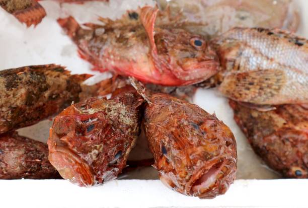 Red scorpion fish on a shelf of the fish store. Red scorpion fish on a shelf of the fish store. Deep sea animal. red scorpionfish photos stock pictures, royalty-free photos & images