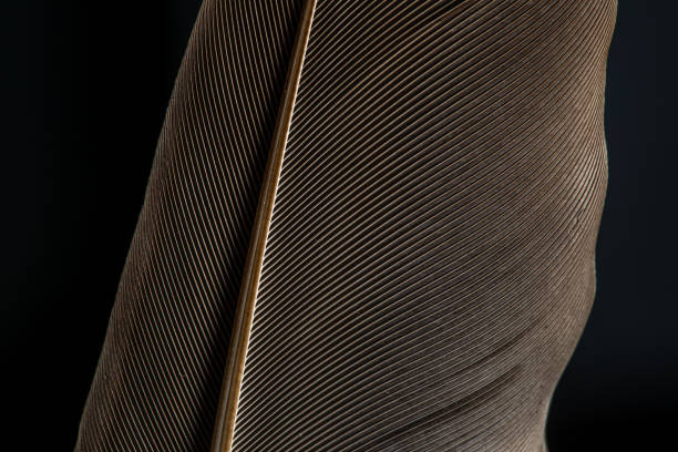 istock Close up beautiful Bird feather with blue red light on a black background texture. Macro photography view 1203365458