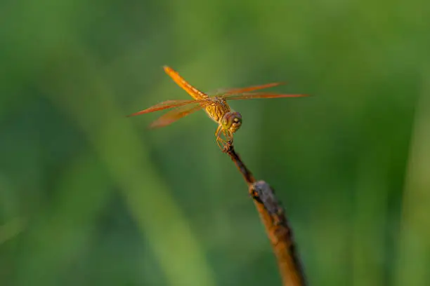 Photo of This blush green dragonfly is very beautiful, combined with a green background space illuminated by natural sunlight makes it more beautiful in view