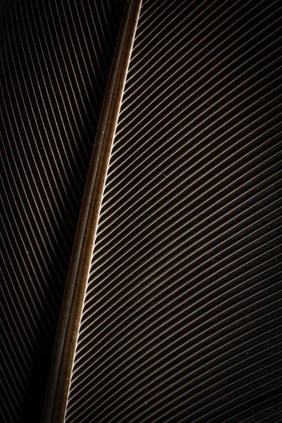 istock Close up beautiful Bird feather with blue red light on a black background texture. Macro photography view 1203365745