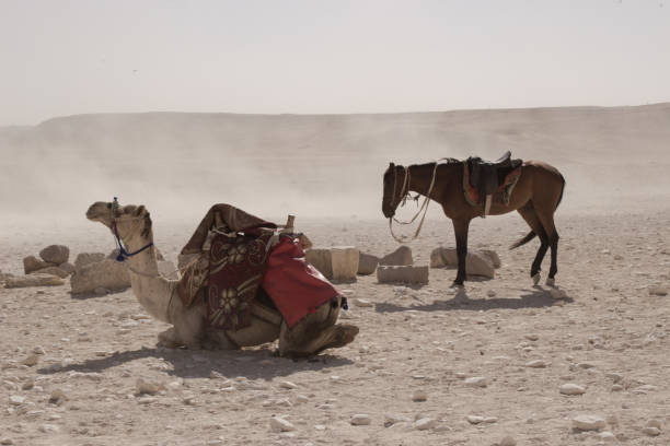 istock Camel and horse in desert 1203365796