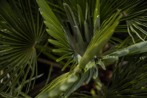 folha de palmeira de perto fotografia. folhas isoladas de palmeira - palmleaf - fotografias e filmes do acervo