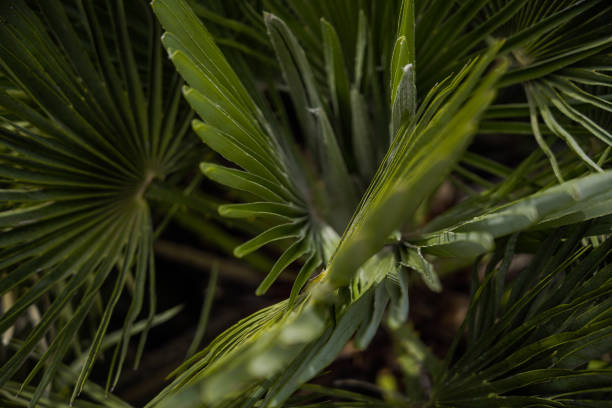 пальмовое дерево лист крупным планом фотографии. изолированные листья пальмы - palmleaf стоковые фото и изображения