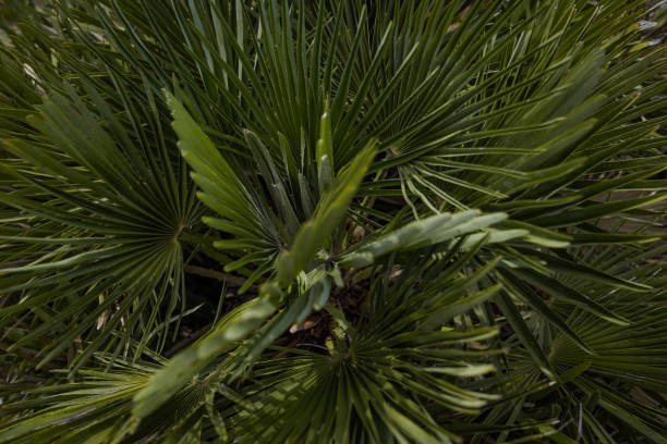 folha de palmeira de perto fotografia. folhas isoladas de palmeira - palmleaf - fotografias e filmes do acervo
