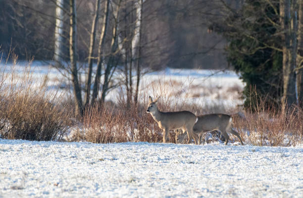 istock Winter landscape of roe deer herd 1203366726