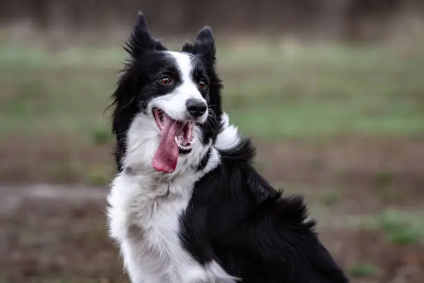 black and white border collie dog sits with his tongue hanging out after a walk