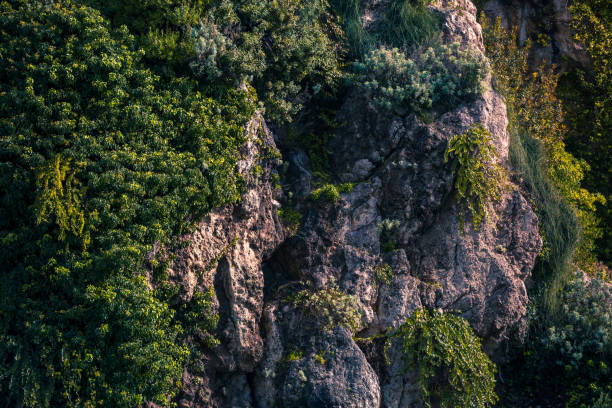 rocky cliffs shore covered with green trees - greece blue forest national landmark imagens e fotografias de stock