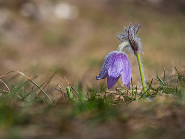 istock Pulsatilla grandis blooming in the early spring 1203368426
