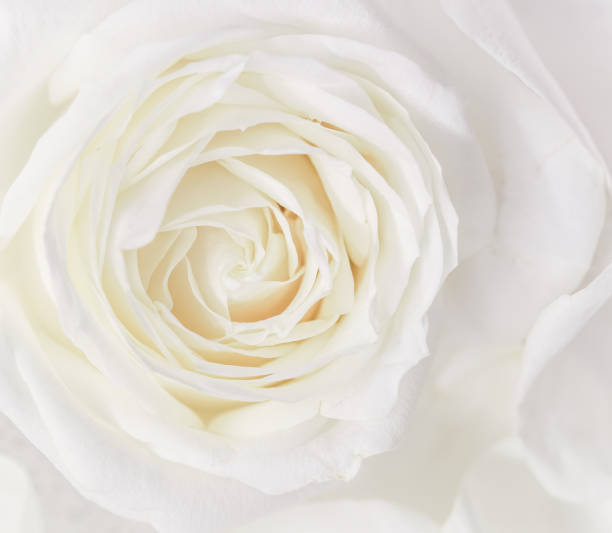 istock Soft focus, abstract floral background, white rose flower. Macro flowers backdrop for holiday brand design 1203369030