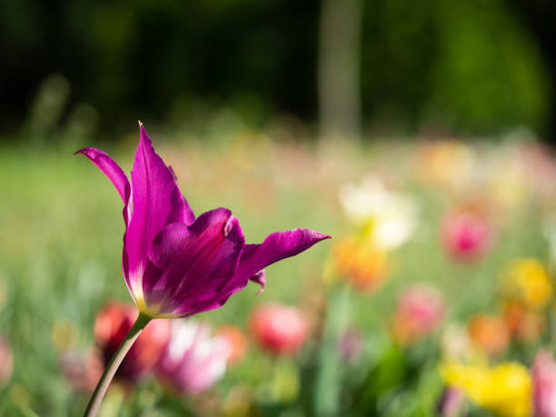 Detail of colorful tulip flower blooming in the park in springtime