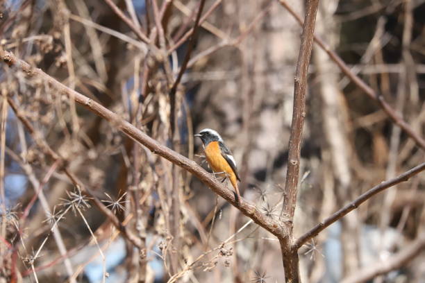 VH560-000-Woodpecker Male .jpg