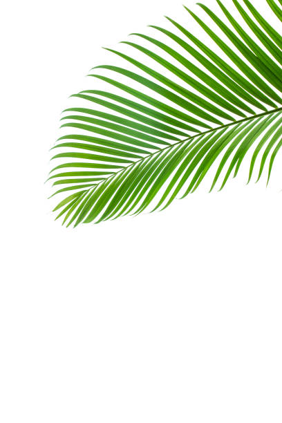 istock Spathiphyllum cannifolium concept, green abstract texture with white frame, natural background, tropical leaves in Asia and Thailand 1203369429