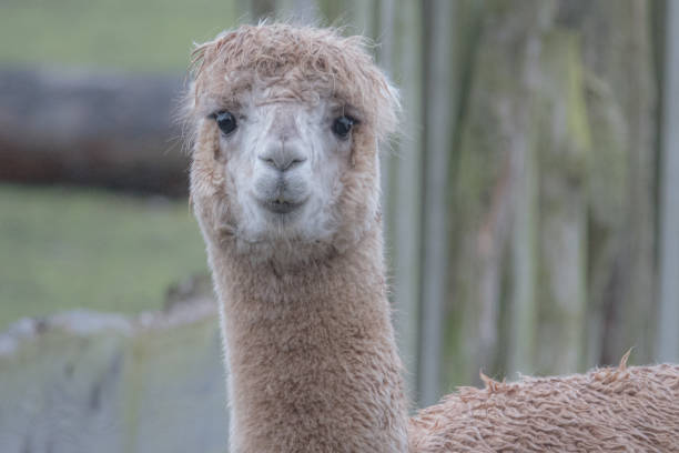 porträt eines alpakas, vicugna pacos, in einem tierpark - camel animal dromedary camel desert stock-fotos und bilder