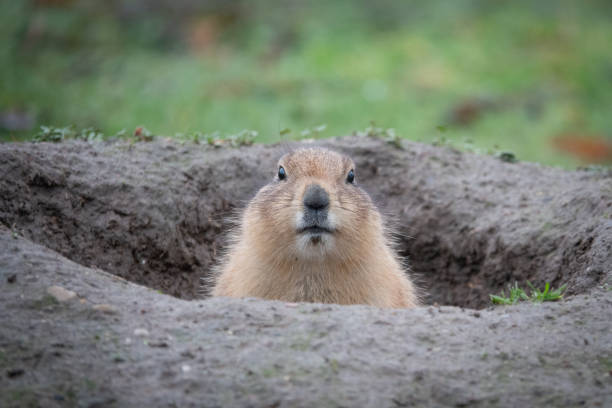 retrato de um cão pradaria bonito, gênero cynomys, em um zoológico - curious squirrel - fotografias e filmes do acervo