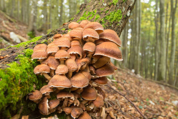 istock Mushrooms on tree trunk. Autumn landscape. Brown mushrooms 1203372007