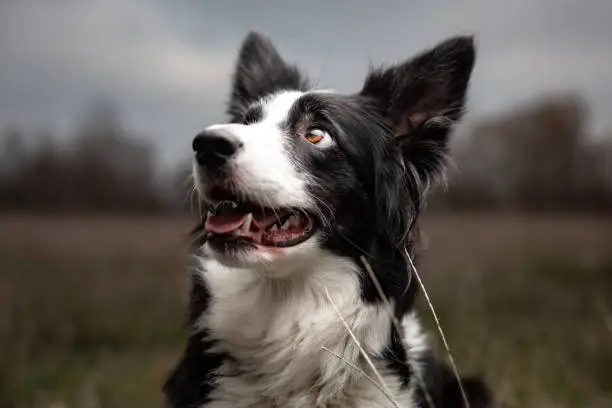 close-up of a smart look at the sky brown eye of a black and white border collie