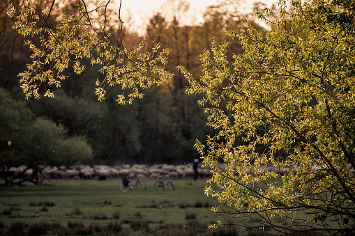 Evening vibes during sunset in springtime in Nuremberg, Germany. The sun is going down behind the illuminated green leaves of a tree in warm light with a flock of sheep in the background in April 2019