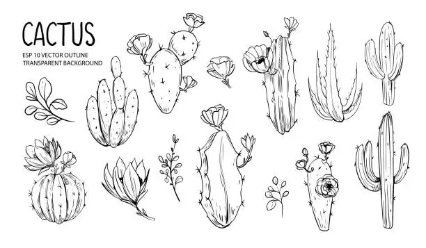Vector illustration of Set of cacti with flowers. Hand drawn illustration converted to vector