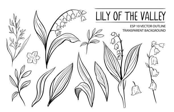 ilustrações, clipart, desenhos animados e ícones de lily do vally. contorno desenhado à mão convertido em vetor - lily of the valley