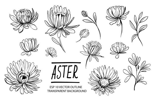 satz von aster blumen. handgezeichnete kontur in vektor konvertiert - chrysantheme stock-grafiken, -clipart, -cartoons und -symbole