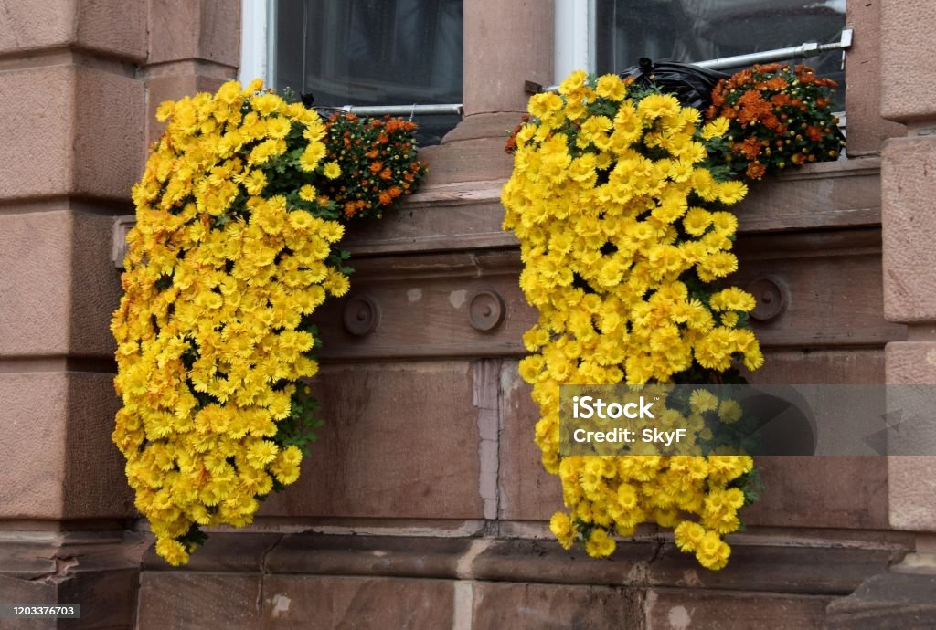trailing Chrysanthemums in window boxes colourful trailing mums window box display during the Chrysanthema a annual Chrysanthemum Festival in Lahr, Germany Chrysanthemum Stock Photo