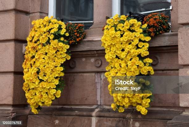 Trailing Chrysanthemums In Window Boxes Stock Photo - Download Image Now - Chrysanthemum, Window Box, Autumn
