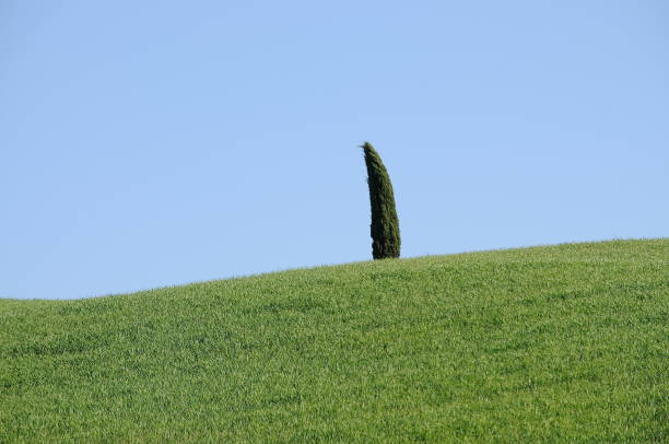 istock Beautiful landscape of Val D'orcia, Italy 1203377331