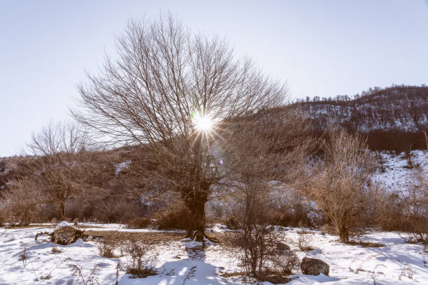 istock A bare tree on a mountainside lit by the sunbeams 1203377965