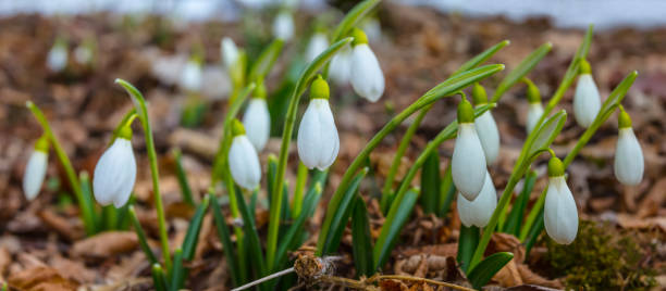 istock beautiful white snowdrop flowers in a spring forest, Galanthus  background 1203378017