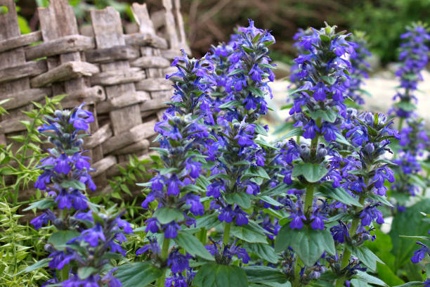 florece ayuga salvaje en primavera - ajuga fotografías e imágenes de stock