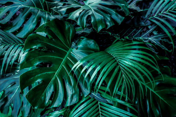 istock Creative tropical green leaves layout. Nature spring concept. Flat lay. 1203379722