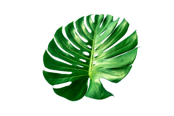 istock Top view of monstera leaf isolated philodendron on white background / copy space - top view 1203379728