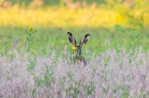 European hare hiding in a meadow.