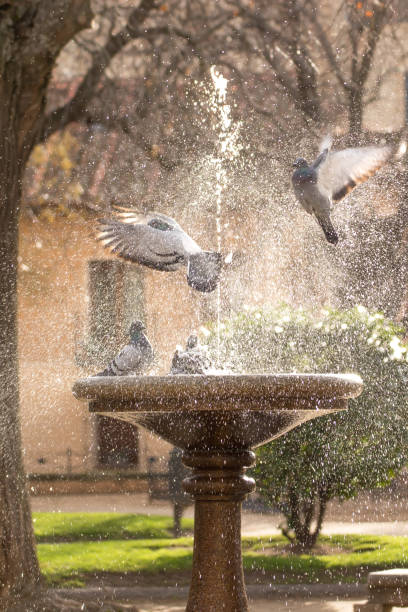 pigeon in water with reflection