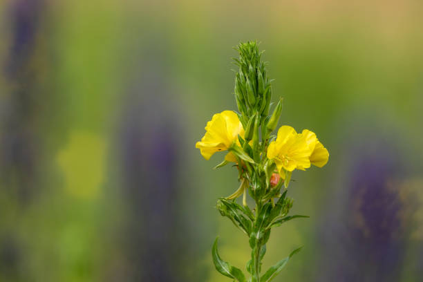 Yellow flowers of Large Flowered Evening Primrose or redsepal evening primrose, Oenothera glazioviana
