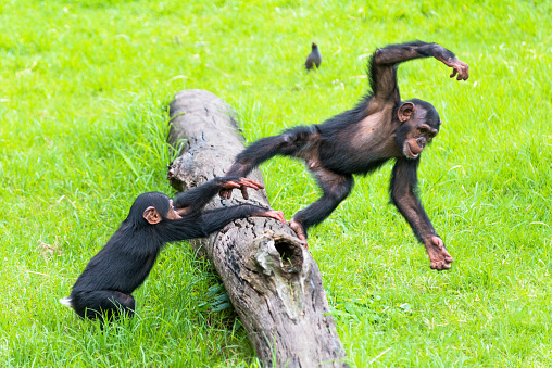 Two baby Chimps playing on a log.
