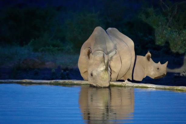 istock Black Rhino Madikwe Game Reserve 1203383517