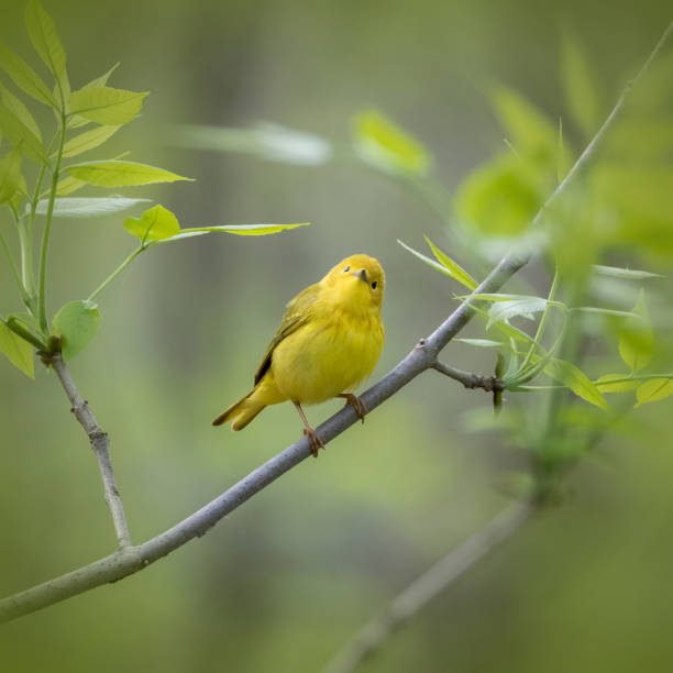 istock Yellow Warbler bird perching and staring at viewer through forest leaves 1203387792