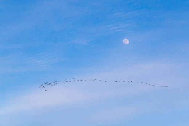 istock Line of flying geese with moon in blue sky 1203387804