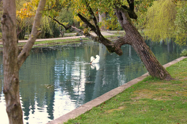 istock A pond in an old park in spring. 1203388946