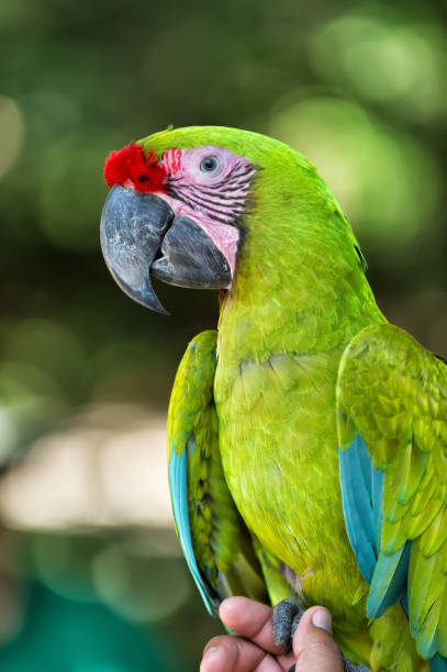 istock green ara parrot outdoor 1203389196