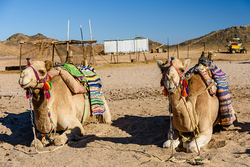 Camels in arabian desert not far from Hurghada city, Egypt