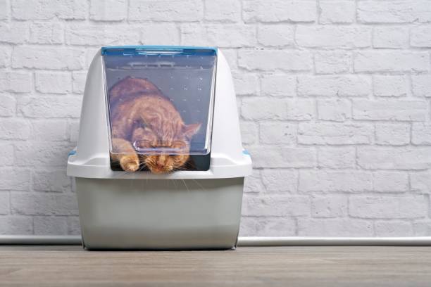 istock Funny ginger cat going out of a closed Litter box. Panoramic image with copy space. 1203391392
