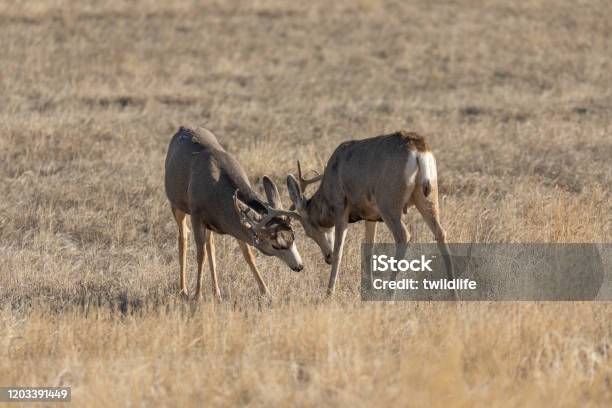 Mule Deer Bucks Fighting In Fall Stock Photo - Download Image Now - Animal,  Animal Wildlife, Animals In The Wild - iStock