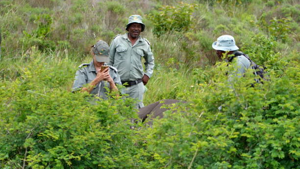 Team of park rangers doing a vet check on a rhino at Cape Vidal in Saint Lucia, South Africa